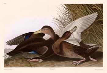 302 Dusky Duck